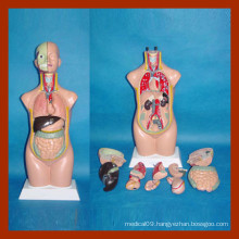 50cm Human Torso Model, Anatomical Torso Model (12 PCS)